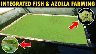 Integrated Fish and Azolla Farming [upl. by Landan]