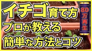 【家庭菜園のいちご】イチゴをプランターで育てる方法！家庭菜園で簡単にいちごが栽培できる [upl. by Rivi]