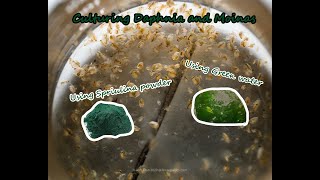 How To Culture Daphnia and Moinas using Green Water Spirulina powder [upl. by Nimrahc]