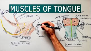 Muscles of the Tongue  Anatomy tutorial [upl. by Quintilla]