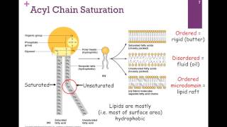 052Types of Lipids [upl. by Euridice]