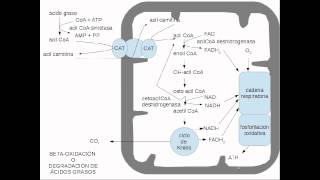 lipidos metabolismo [upl. by Cudlip288]