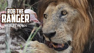 Old Lion Lolparpit Eats A Zebra Taken From Hyenas  Maasai Mara Safari  Zebra Plains [upl. by Avik]