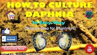 HOW TO CULTURE DAPHNIA In Easy Way [upl. by Rosanne]