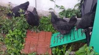 Australorp hens at 14 weeks [upl. by Benedic]