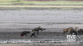 Hyenas Feeding on Live Hyena [upl. by Heeley356]