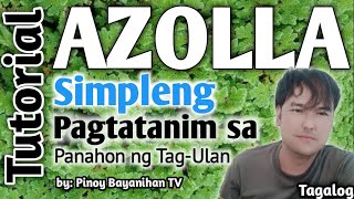 Azolla how to plant how to grow Tagalog paano magtanim ng azolla in City Mini Pond Tagalog pinoy [upl. by Alyekahs961]